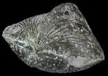 Pyrite Replaced Brachiopod (Paraspirifer) - Ohio #52710-1